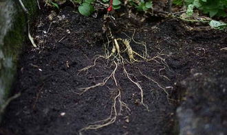 種植人參，做好這五步，可保證高產優質黑參產品